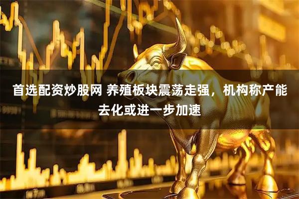 首选配资炒股网 养殖板块震荡走强，机构称产能去化或进一步加速